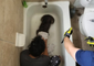Schnauzer Rescued from Bathtub Drain After Catching Paws