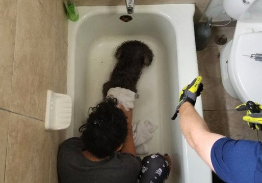 Schnauzer Rescued from Bathtub Drain After Catching Paws