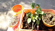 How to make Bougainvillea bonsai in training pot, repotting bougainvillea plant