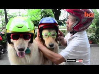 Anjing di Surabaya masuk berita luar negeri