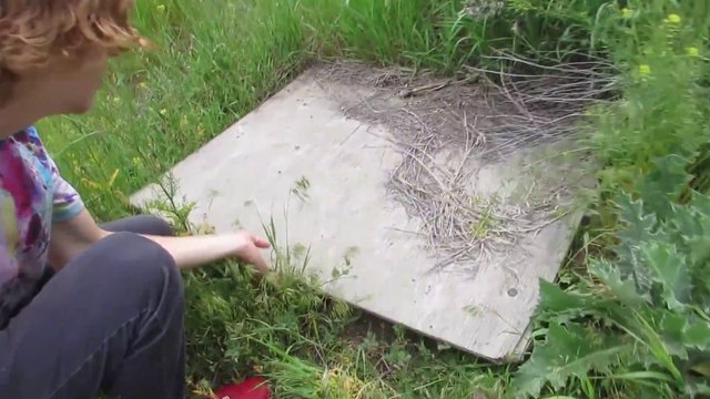 Devinez ce qui se trouve sous cette planche de bois... Terrifiant !!!
