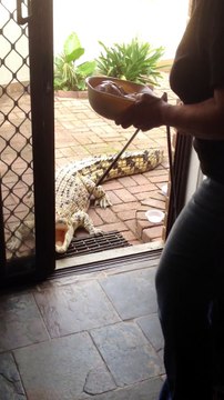 Elle a un crocodile de compagnie de plus de 3m de long dans son jardin... Regardez comment elle le nourrit