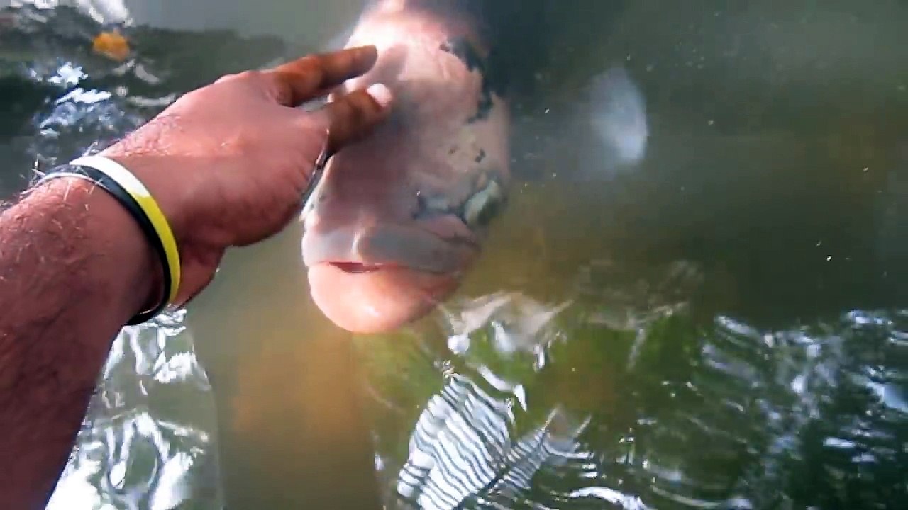 Amitié incroyable entre cet homme et son poisson qui reclame des calins