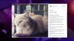 Anisa Rahma Membuat Instagram Untuk Kucingnya