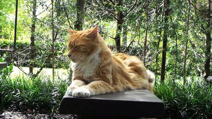 Tree Church & Two Cats New Zealand