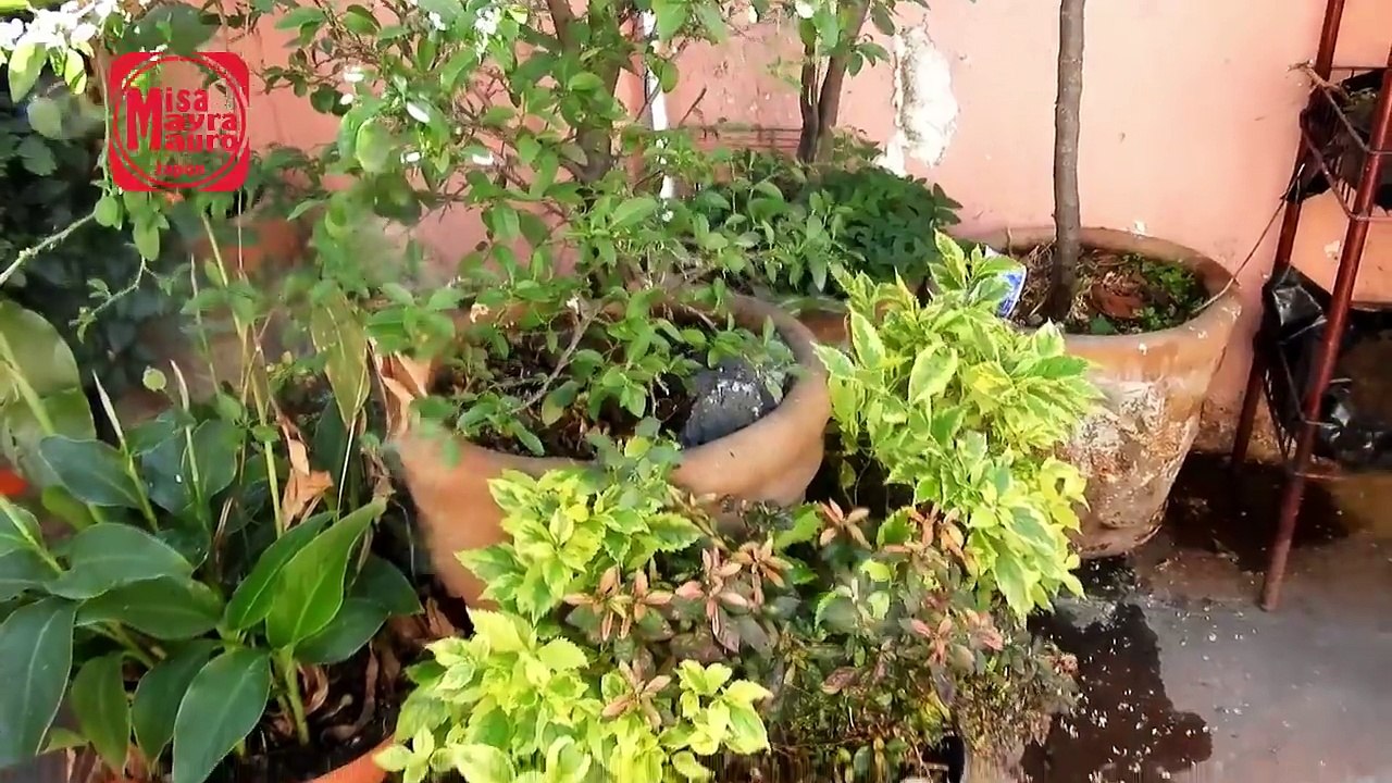 nos fuimos a chapultepec+lo inesperado,nos robaron+mi vida en japon