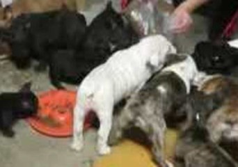 Hungarian Police Rescue 22 Bulldogs From Suspected Smugglers