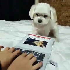 Phòng khám đa khoa Đại Đông - Cute dogs copilation 2018