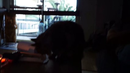 Big Maine Coon Cat Playing With Owner