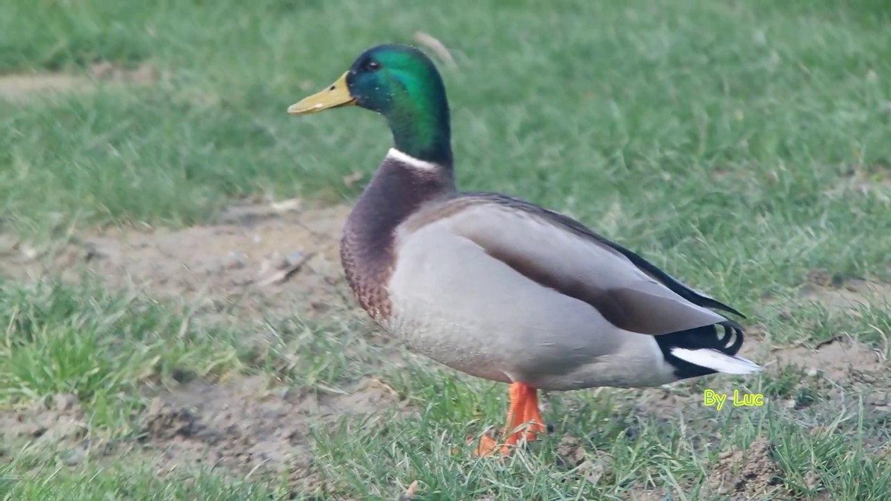 Des Oiseaux