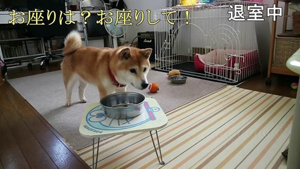 柴犬小春　【実験】インターホン越しの会話でコマンドは通じる？