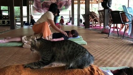 Rien ne vaut un bon massage de chat... Adorable