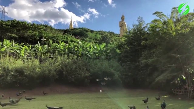 Des centaines de paons répondent aux coups de sifflets de cet homme... Magnifique