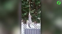 Juste un python qui embarque un opossum dans un arbre...