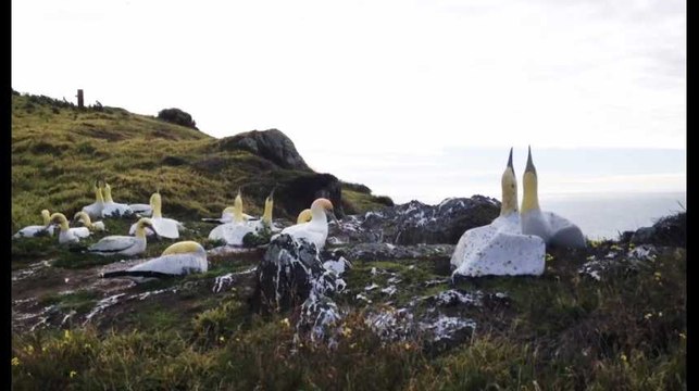 Nigel, le fou de bassan a fini ses jours aux côtés de la statue qu'il aimait