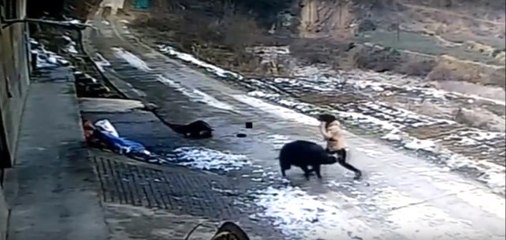 Yaban Domuzu Dehşet Saçtı: 1 Ölü, 1 Yaralı