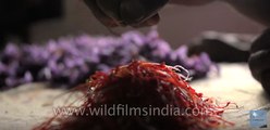 The story of Saffron Harvest in Kashmir - short film