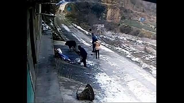 Yaban domuzu dehşet saçtı: 1 ölü, 1 yaralı