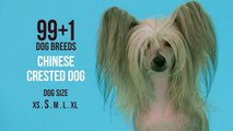 Chinese Crested Dog  - Dog Breeds - Crestado Chino mascota exotica