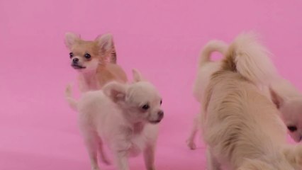 Chihuahua  99 1 Dog Breeds