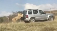 Ce Lion s'accroche à une voiture et ne la lâche plus en pleine savane !