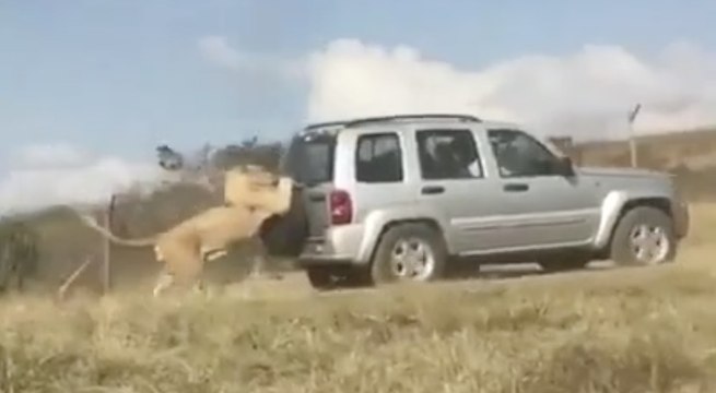 Ce Lion s'accroche à une voiture et ne la lâche plus en pleine savane !