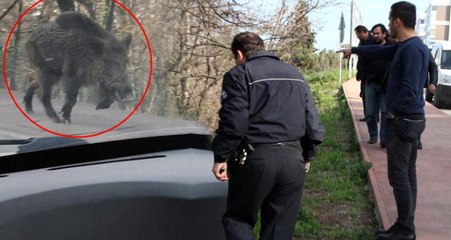 Samsun'da Görüntülenen Dev Domuz, Ekipleri Alarma Geçirdi