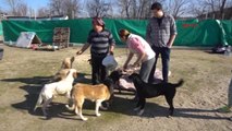 Edirne Sokak Hayvanları İçin Gönüllü Çalışarak Barınak Yapıyorlar
