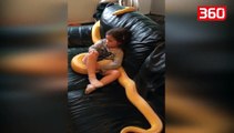 Njihuni me vajzën e cila ka një kafshë shtëpiake jo mjaft të zakonshme (360video)