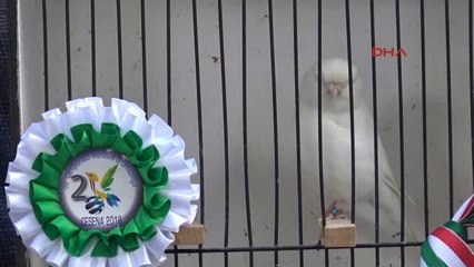 Bodrumlu İşadamının Kanaryası Dünya İkincisi Oldu