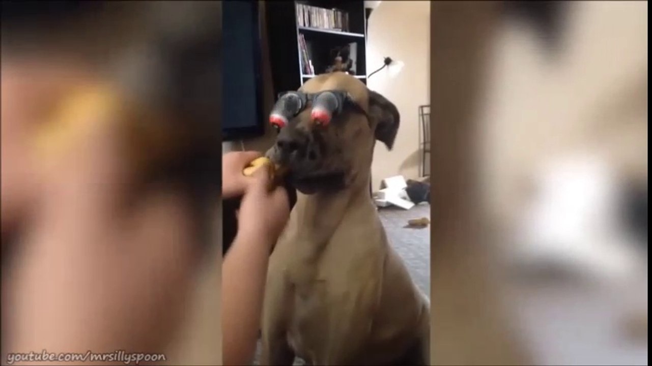 Funny Pet/Animal Moments Caught on Camera!