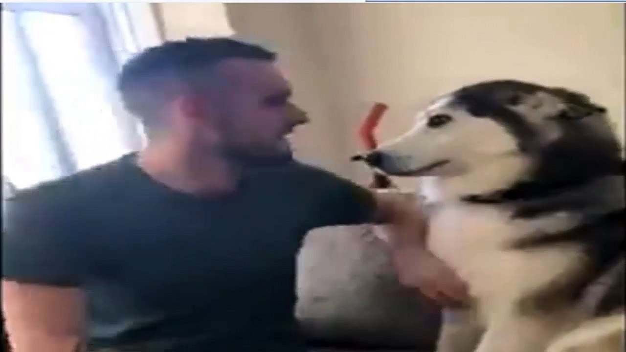 les chiens sont si drôles #3