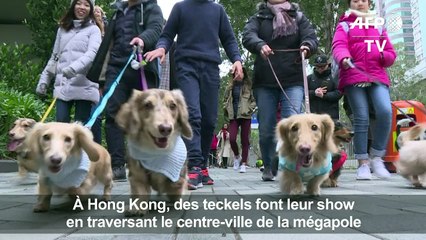 Des teckels au premier "défilé de saucisses" de Hong Kong