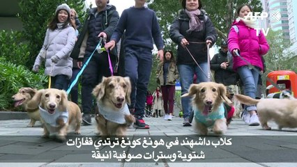 كلاب داشهند في كونغ كونغ ترتدي قفازات شتوية وسترات صوفية أنيقة