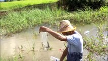 Top 10 Amazing Viral Videos 2016 Net Fishing at Siem Reap Province Cambodia Traditional Fishing