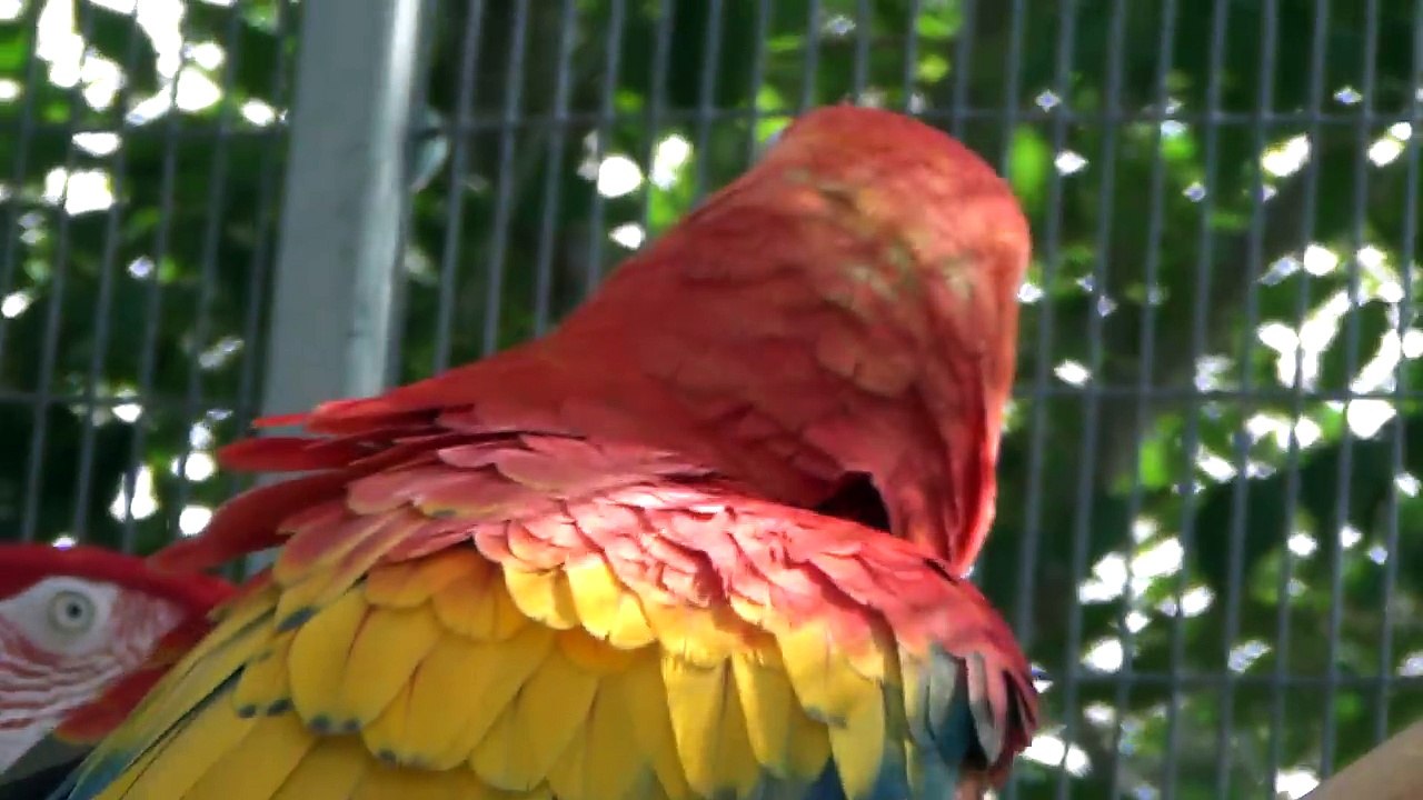 Ultimate Macaw In Pure HD
