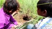 Amazing Three Brothers Catch 6 Snakes By Digging Hole