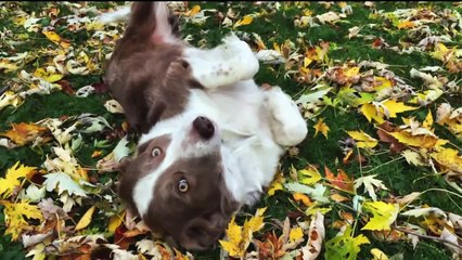 下载视频: Owner Reunited with Dog Found in Snowy California Forest