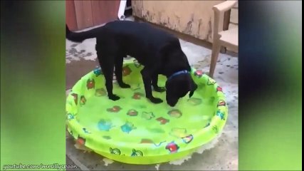 Dumb Dogs -  Funny Dog Clips and Fails!