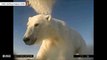 Scientists Release Footage From POV Camera Attached To Polar Bear In The Wild
