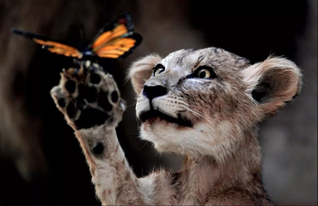 La chose la plus ordinaire - le comportement des animaux!The weird animal behavior!
