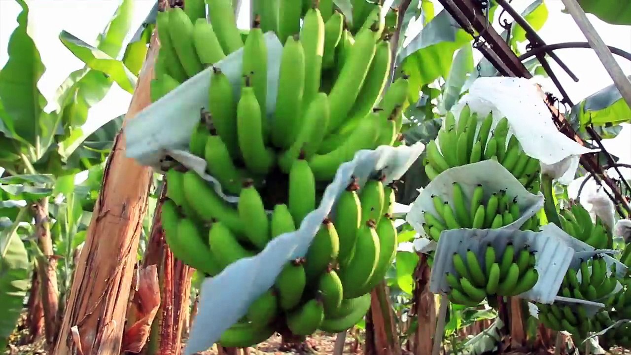 Longevity & Why I now eat One Meal a Day