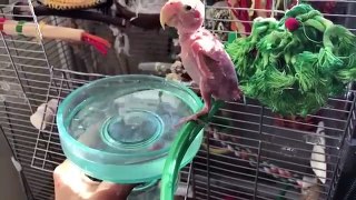 Funniest Rhea The Naked Birdie Weekly Viral Video Compilation | Funny Pet Videos