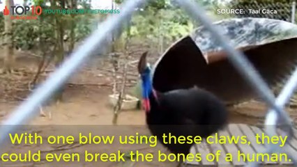 THE TOP 10 || Top 10 Most Aggressive Animals In The World || Hippo, Rhino, Black Mamba, ...