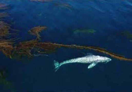 Gray Whale Glides Through Kelp Forest Near Laguna Beach, California