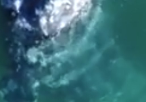 Gray Whale Delights Beachgoers in Newport Beach, California