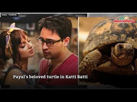 Pets in Bollywood Movies who Acted Better than the Lead Actors