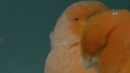 Beyaz Kanarya Türkiye'nin Gurur Oldu