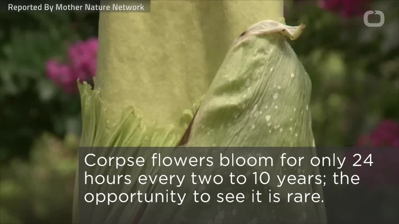 How Does The Corpse Flower Reproduce? video Dailymotion