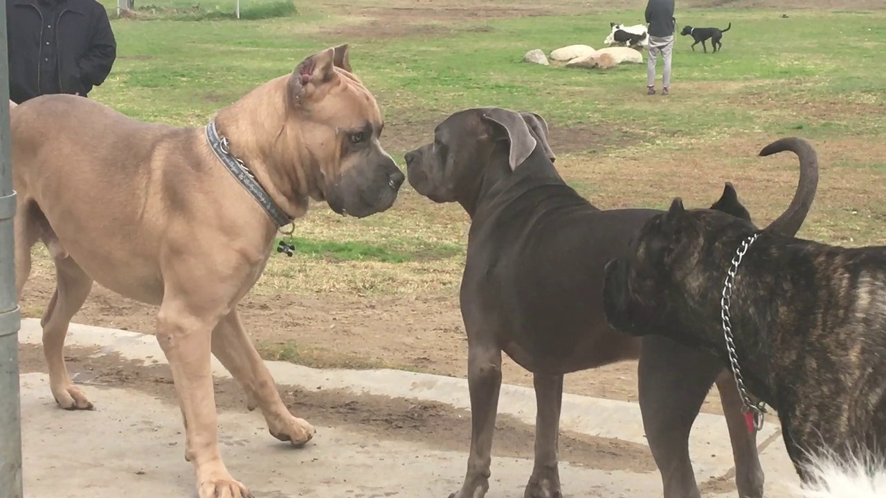 Cane Corso Park